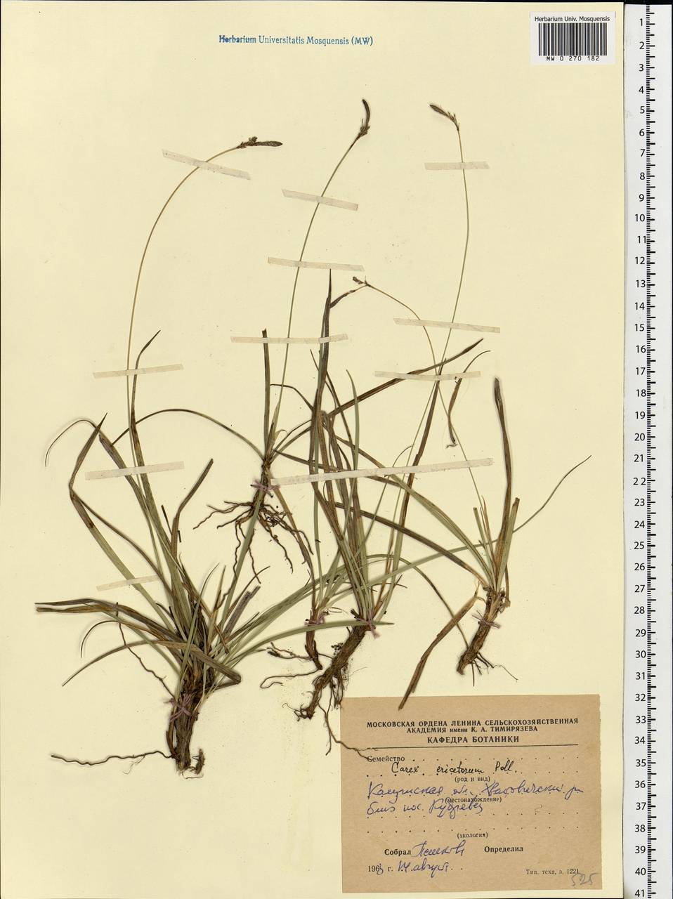 Carex ericetorum Pollich, Eastern Europe, Central region (E4) (Russia)