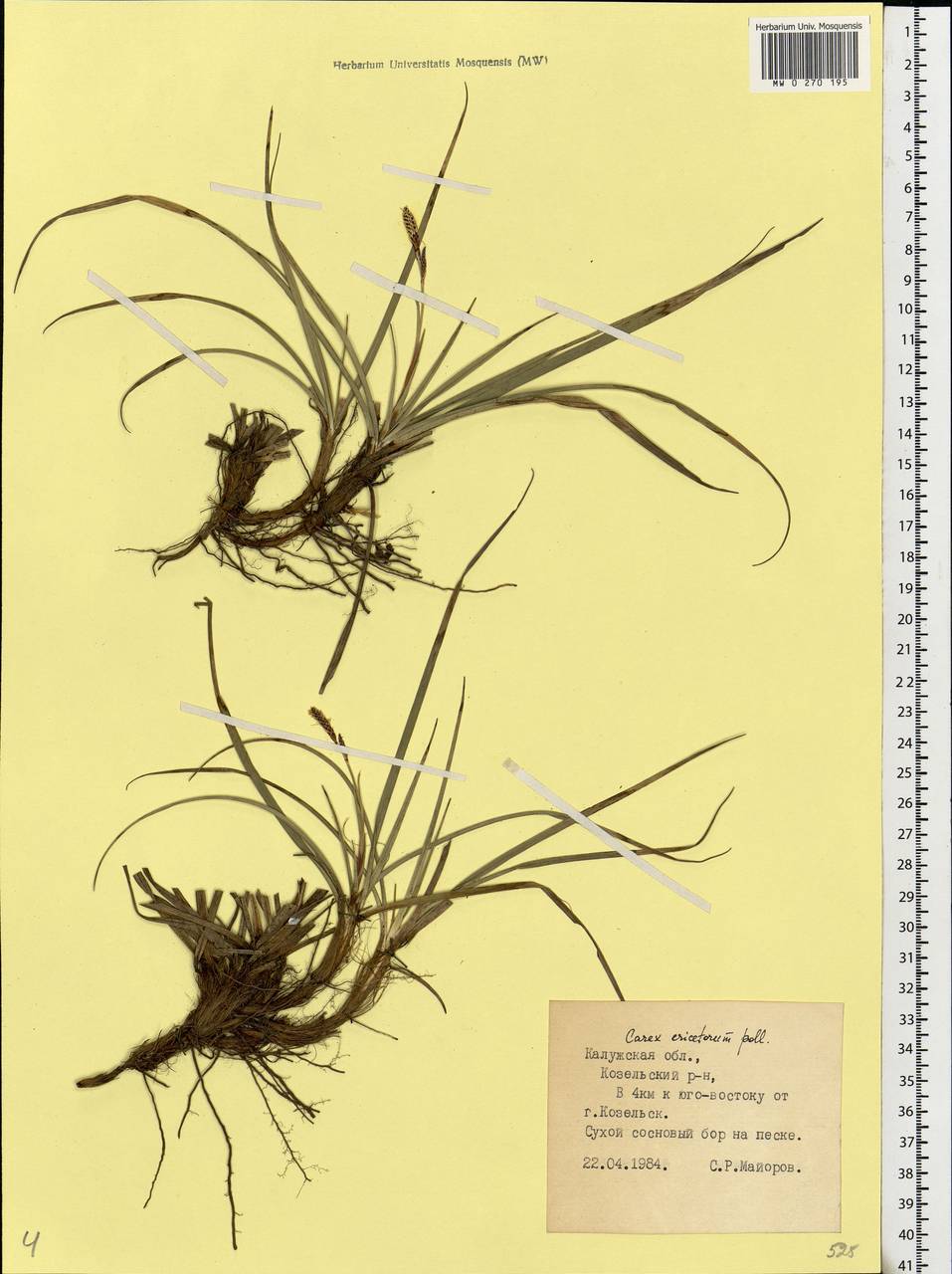 Carex ericetorum Pollich, Eastern Europe, Central region (E4) (Russia)