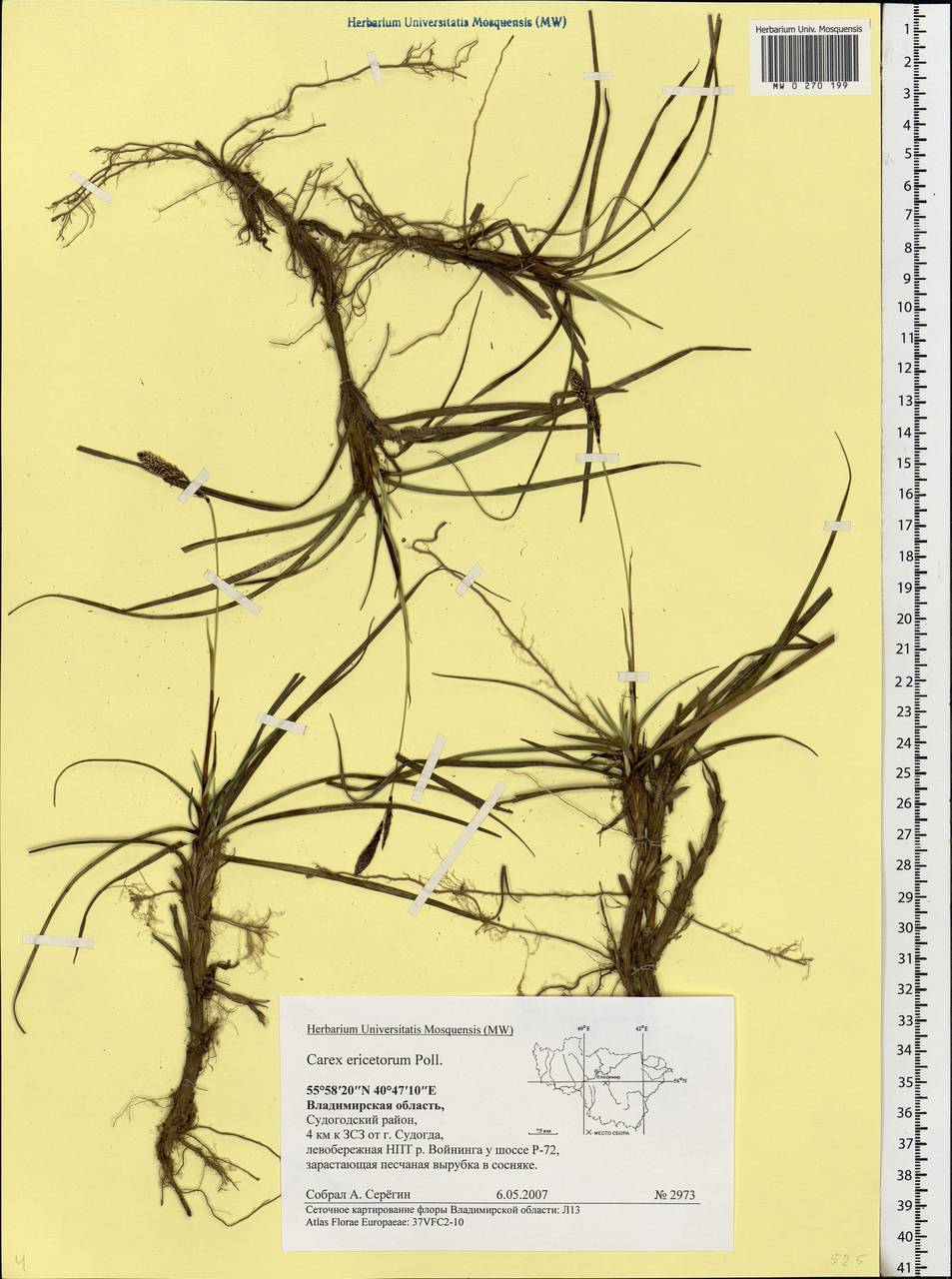 Carex ericetorum Pollich, Eastern Europe, Central region (E4) (Russia)