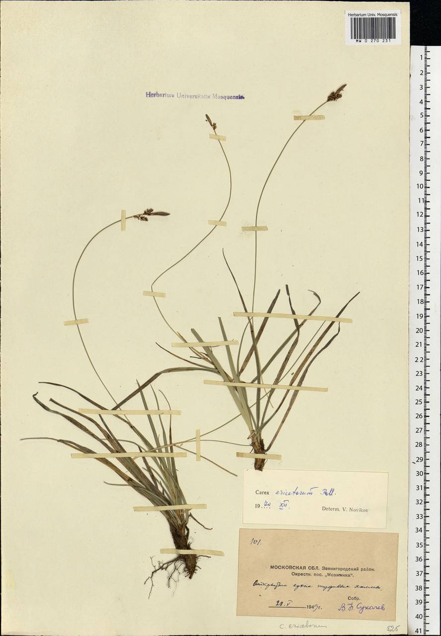 Carex ericetorum Pollich, Eastern Europe, Moscow region (E4a) (Russia)