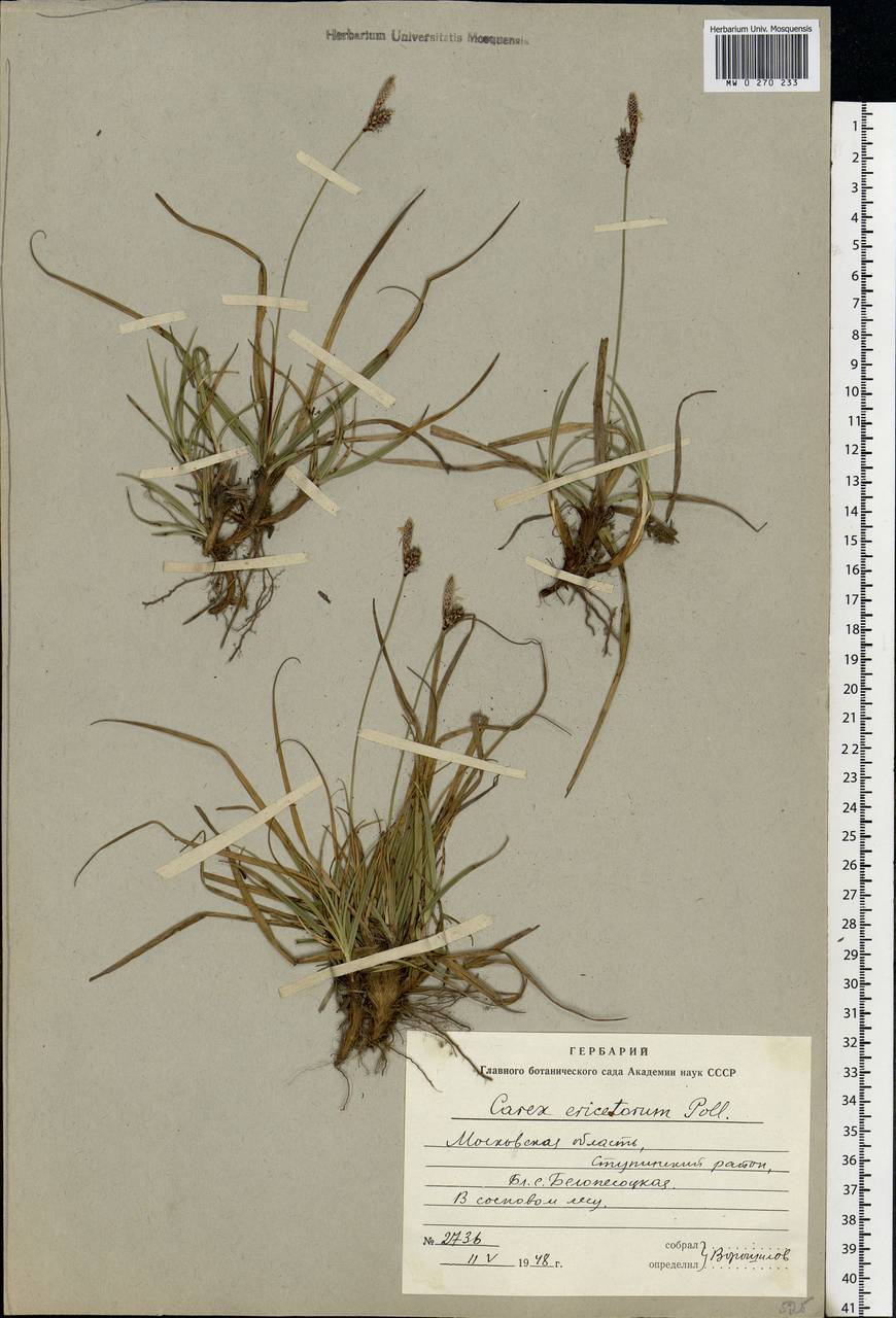Carex ericetorum Pollich, Eastern Europe, Moscow region (E4a) (Russia)