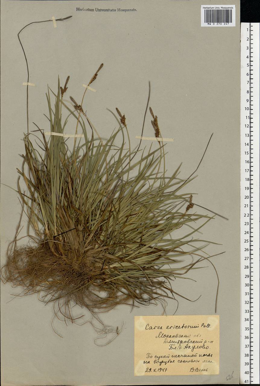 Carex ericetorum Pollich, Eastern Europe, Moscow region (E4a) (Russia)