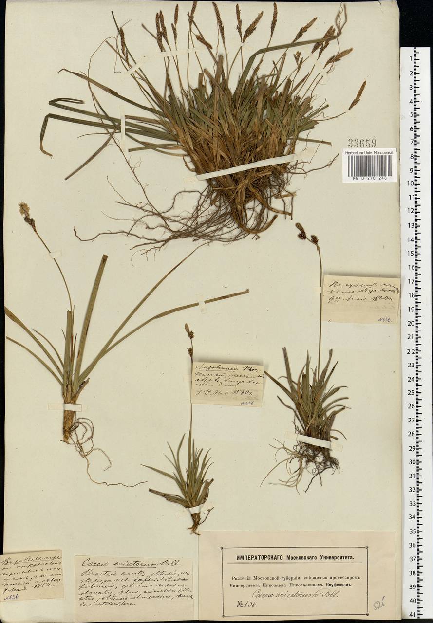 Carex ericetorum Pollich, Eastern Europe, Moscow region (E4a) (Russia)