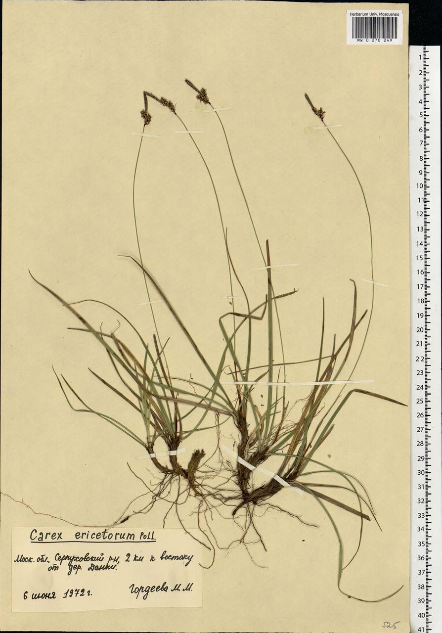 Carex ericetorum Pollich, Eastern Europe, Moscow region (E4a) (Russia)