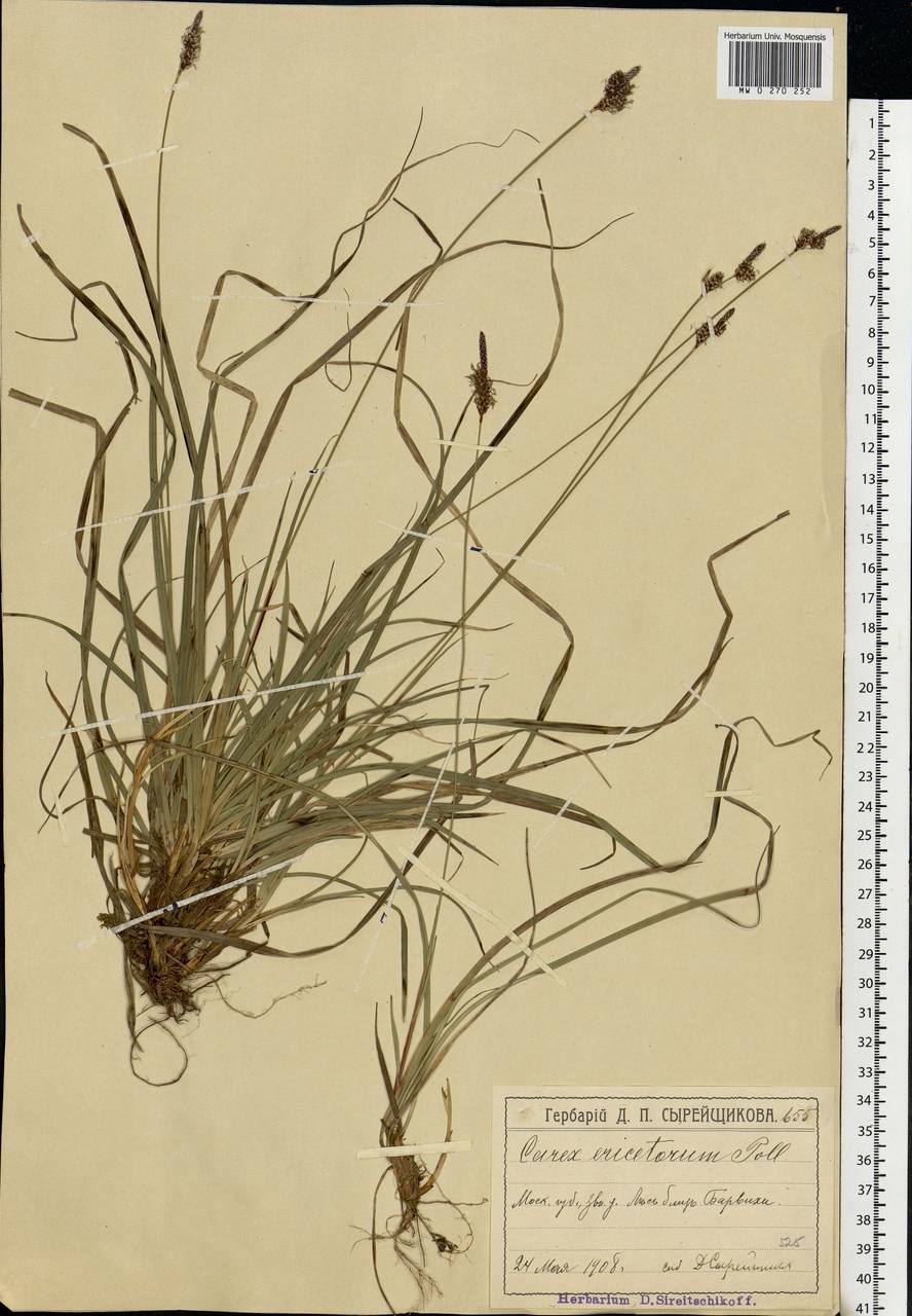 Carex ericetorum Pollich, Eastern Europe, Moscow region (E4a) (Russia)