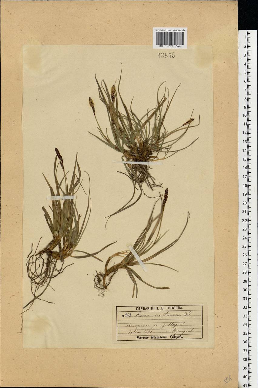 Carex ericetorum Pollich, Eastern Europe, Moscow region (E4a) (Russia)