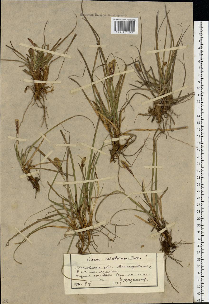 Carex ericetorum Pollich, Eastern Europe, Moscow region (E4a) (Russia)