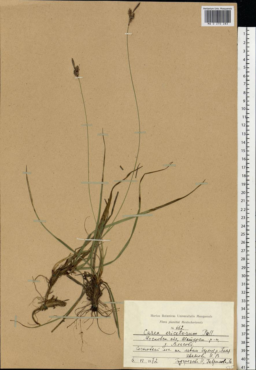 Carex ericetorum Pollich, Eastern Europe, Moscow region (E4a) (Russia)