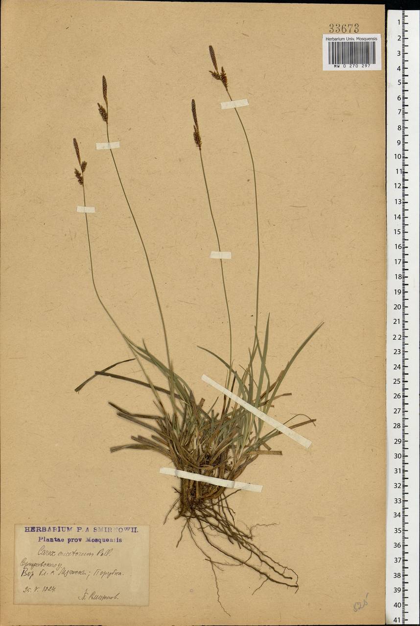 Carex ericetorum Pollich, Eastern Europe, Moscow region (E4a) (Russia)