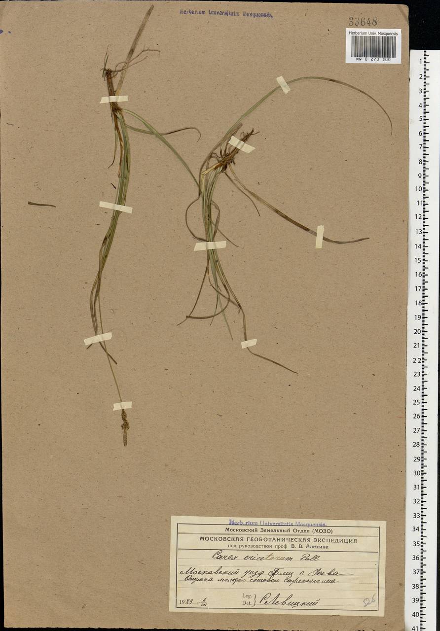 Carex ericetorum Pollich, Eastern Europe, Moscow region (E4a) (Russia)