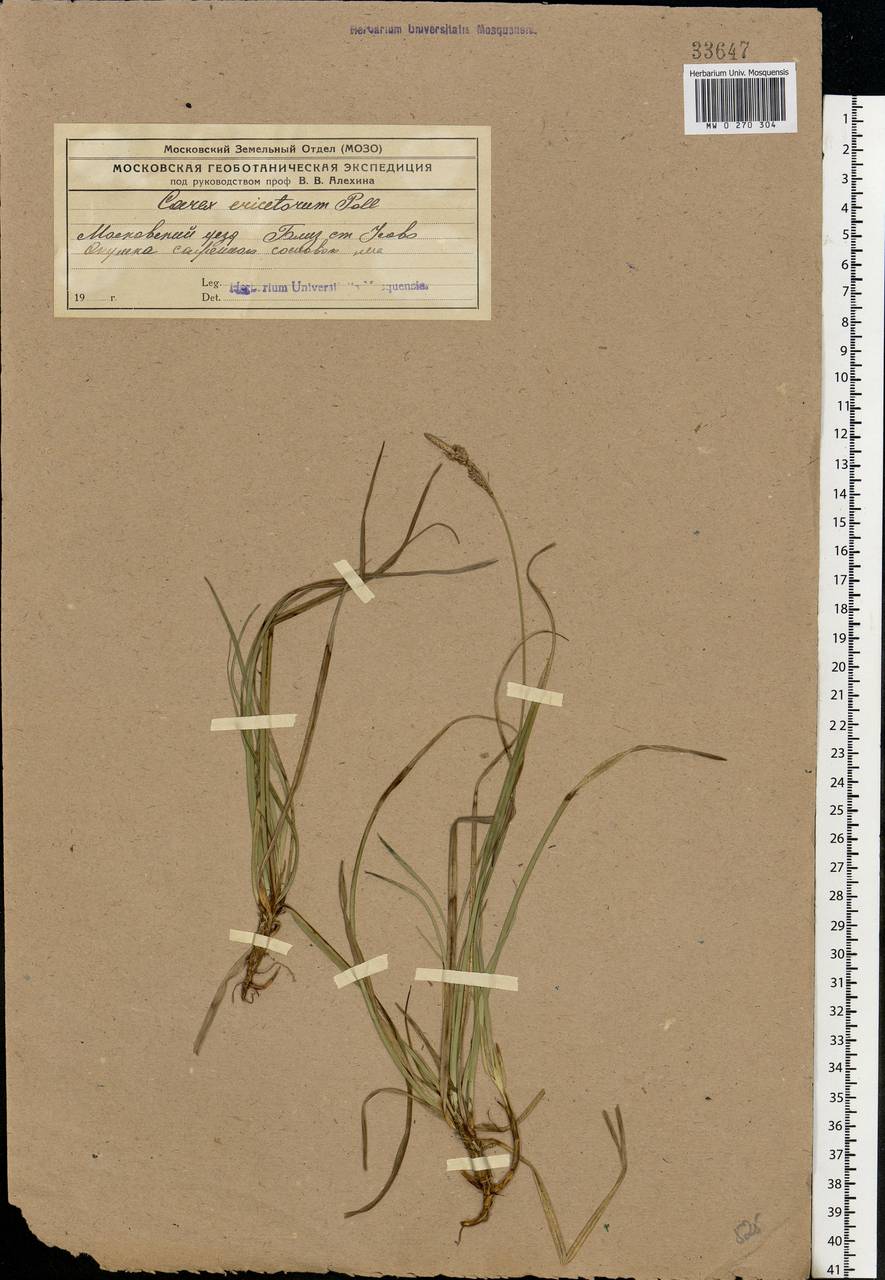 Carex ericetorum Pollich, Eastern Europe, Moscow region (E4a) (Russia)