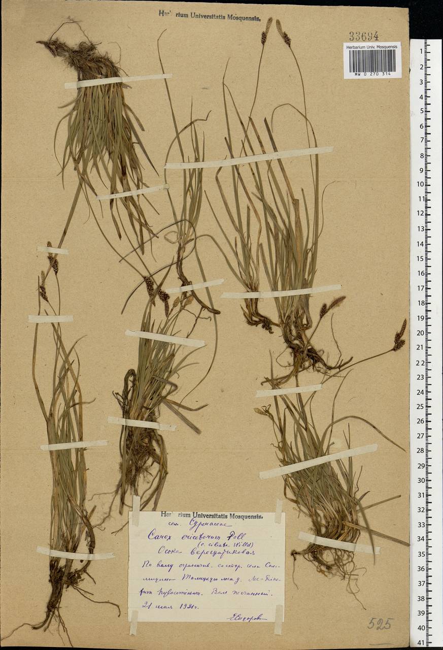 Carex ericetorum Pollich, Eastern Europe, Central forest region (E5) (Russia)