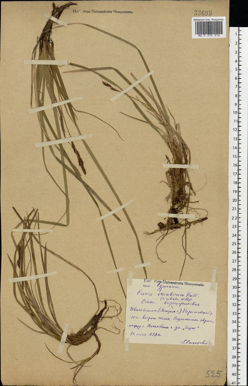 Carex ericetorum Pollich, Eastern Europe, Central forest region (E5) (Russia)