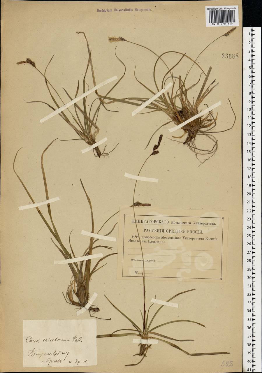 Carex ericetorum Pollich, Eastern Europe, Central forest region (E5) (Russia)