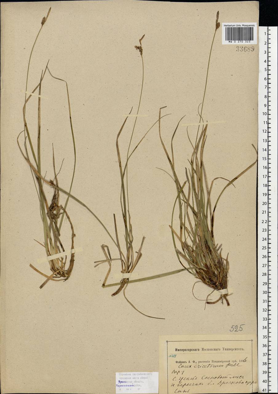 Carex ericetorum Pollich, Eastern Europe, Central forest region (E5) (Russia)