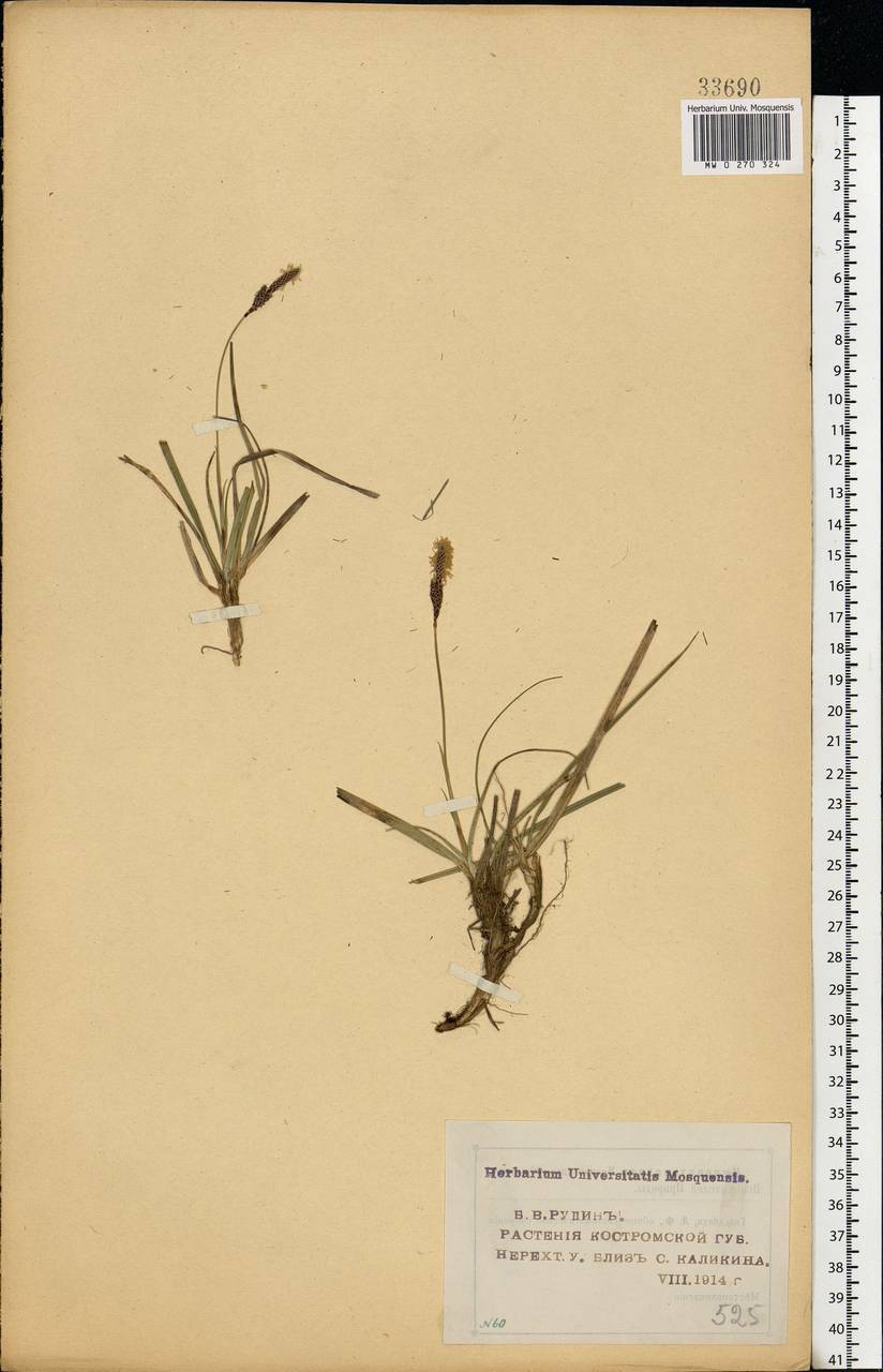 Carex ericetorum Pollich, Eastern Europe, Central forest region (E5) (Russia)