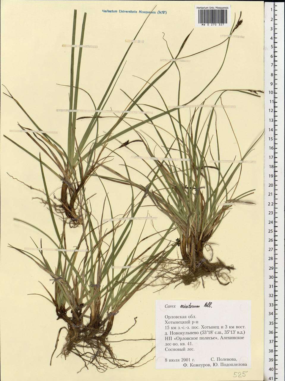Carex ericetorum Pollich, Eastern Europe, Central forest-and-steppe region (E6) (Russia)