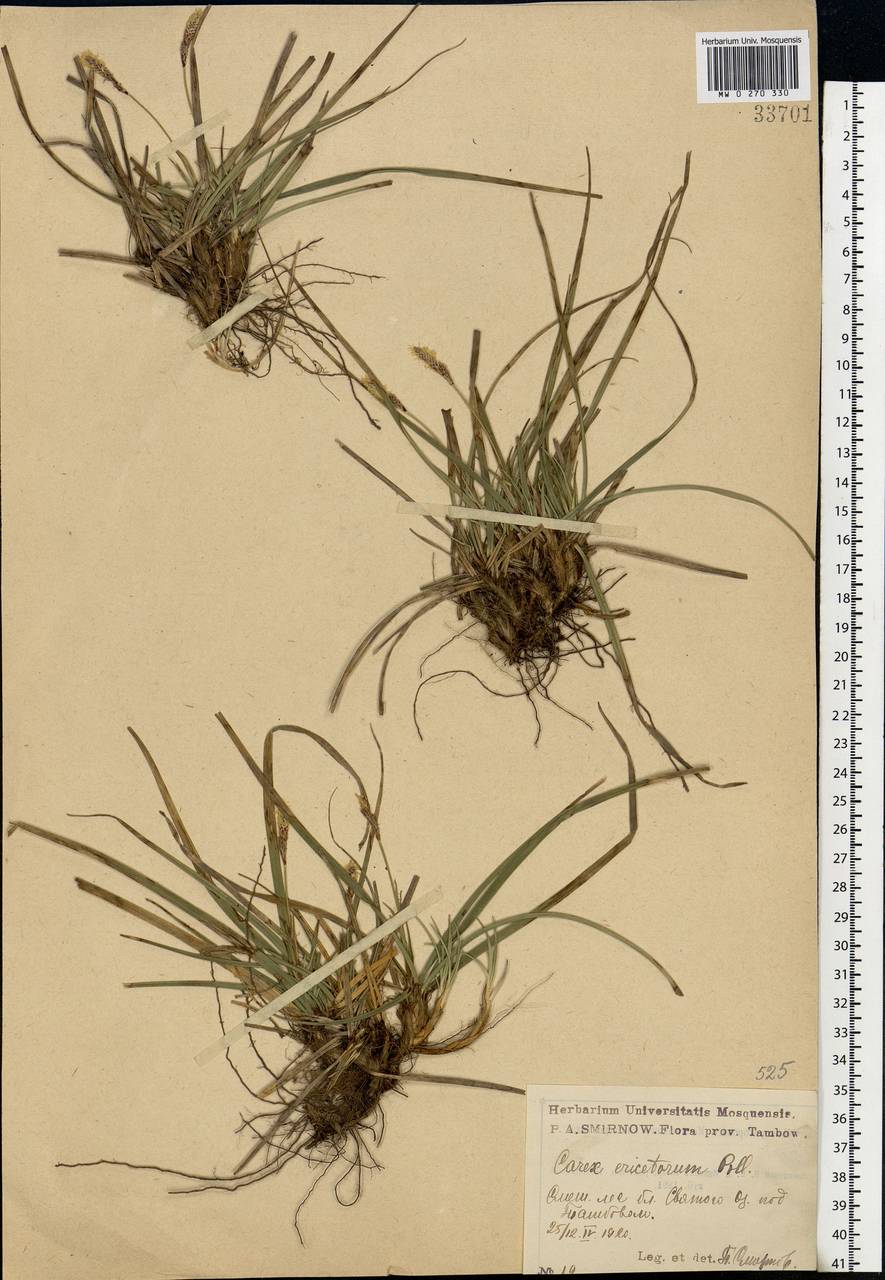 Carex ericetorum Pollich, Eastern Europe, Central forest-and-steppe region (E6) (Russia)