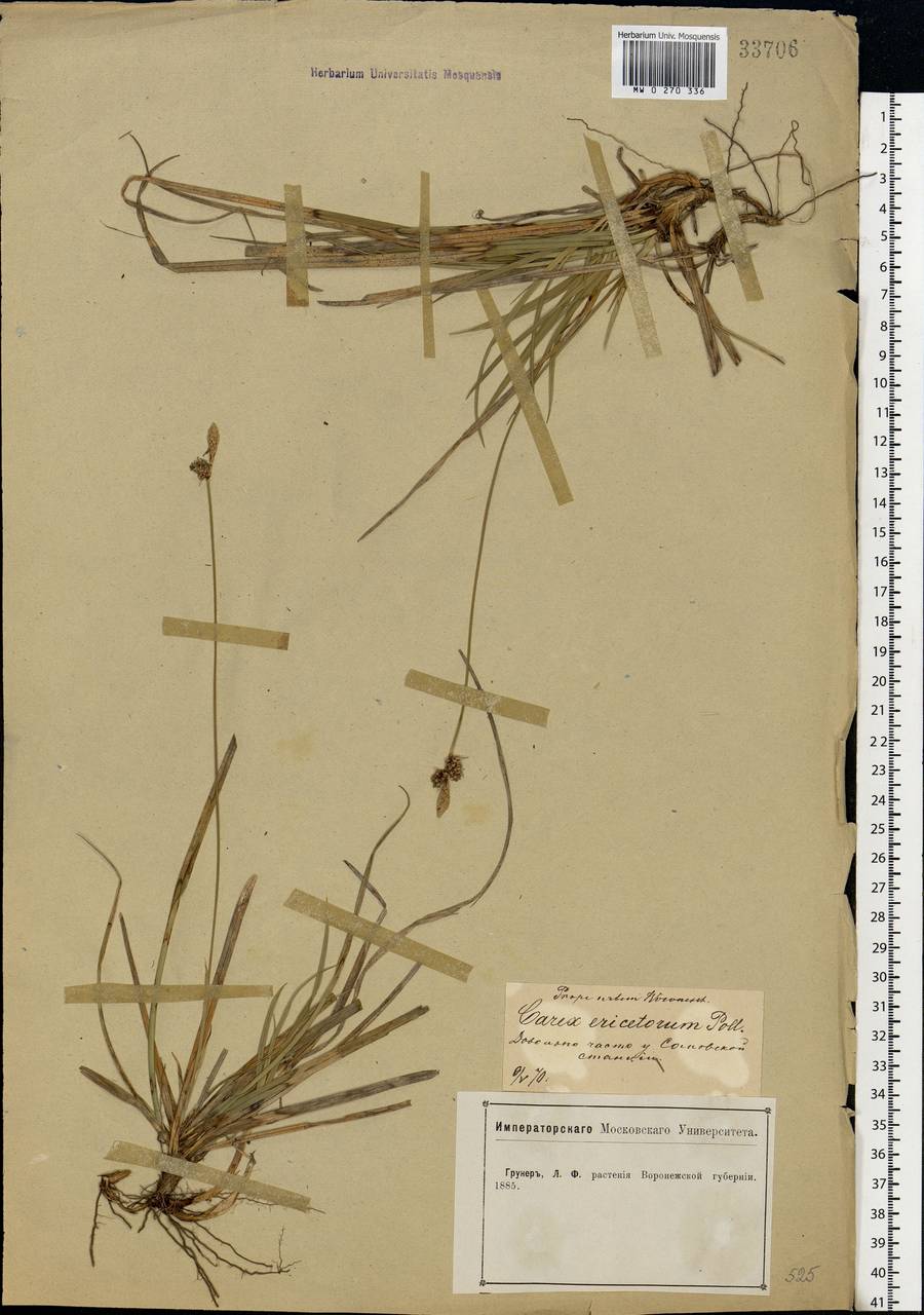 Carex ericetorum Pollich, Eastern Europe, Central forest-and-steppe region (E6) (Russia)