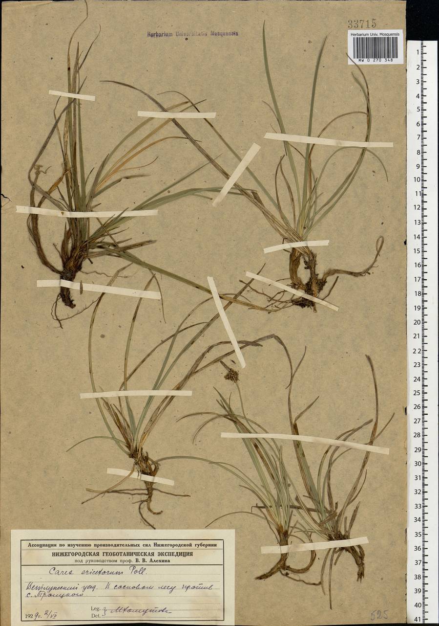 Carex ericetorum Pollich, Eastern Europe, Central forest region (E5) (Russia)