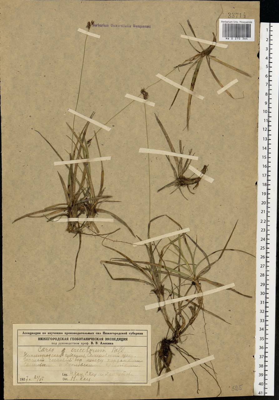 Carex ericetorum Pollich, Eastern Europe, Volga-Kama region (E7) (Russia)