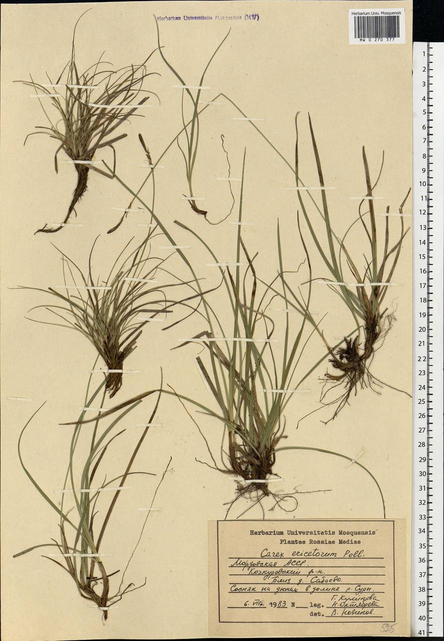 Carex ericetorum Pollich, Eastern Europe, Middle Volga region (E8) (Russia)