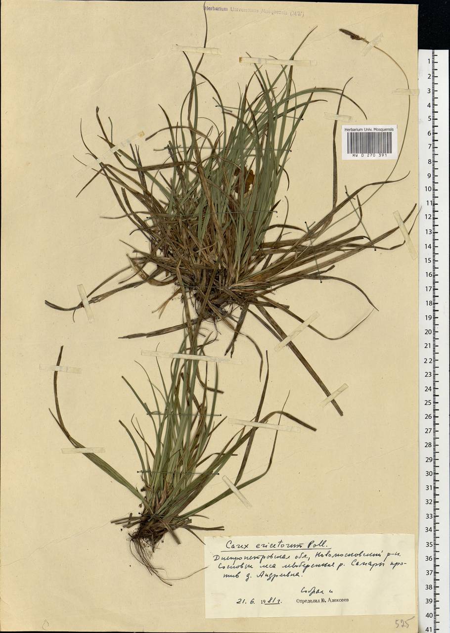 Carex ericetorum Pollich, Eastern Europe, South Ukrainian region (E12) (Ukraine)