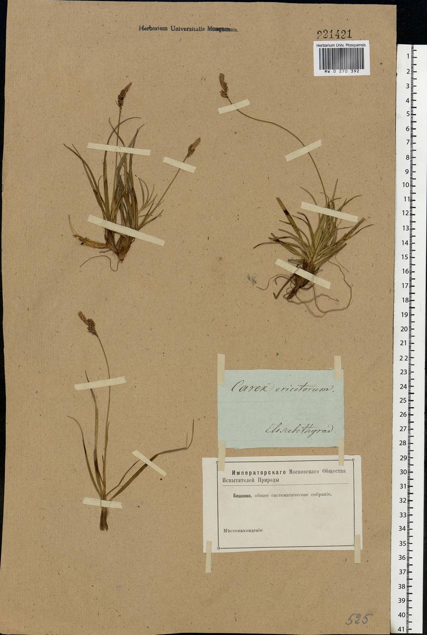 Carex ericetorum Pollich, Eastern Europe, South Ukrainian region (E12) (Ukraine)