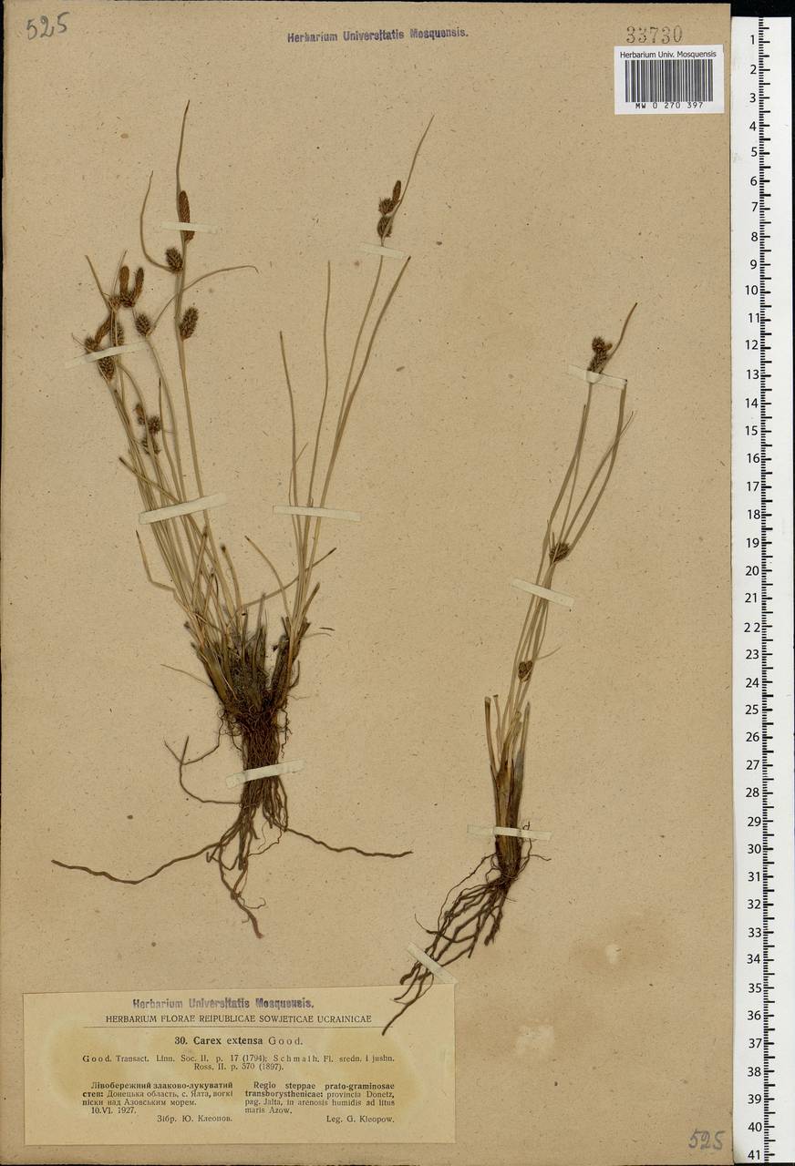 Carex extensa Gooden., Eastern Europe, South Ukrainian region (E12) (Ukraine)