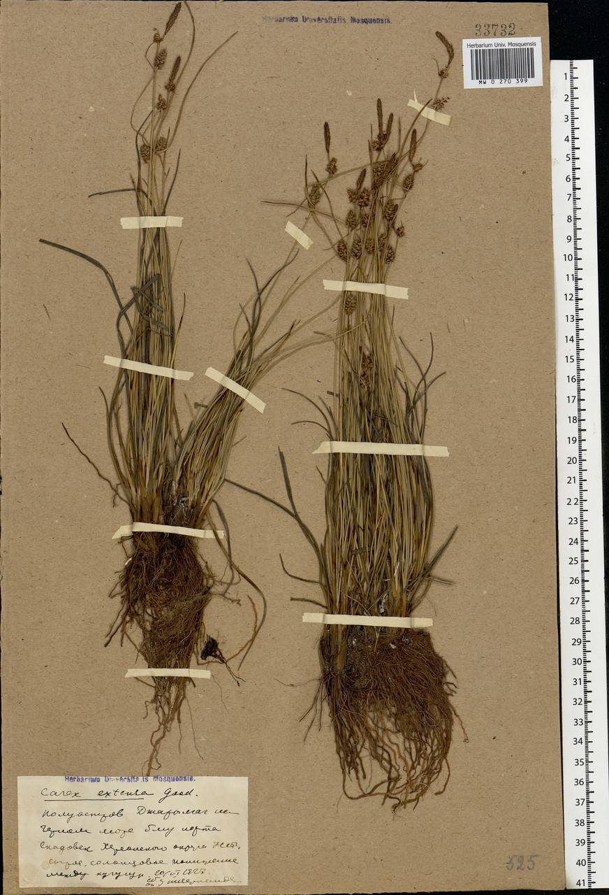 Carex extensa Gooden., Eastern Europe, South Ukrainian region (E12) (Ukraine)