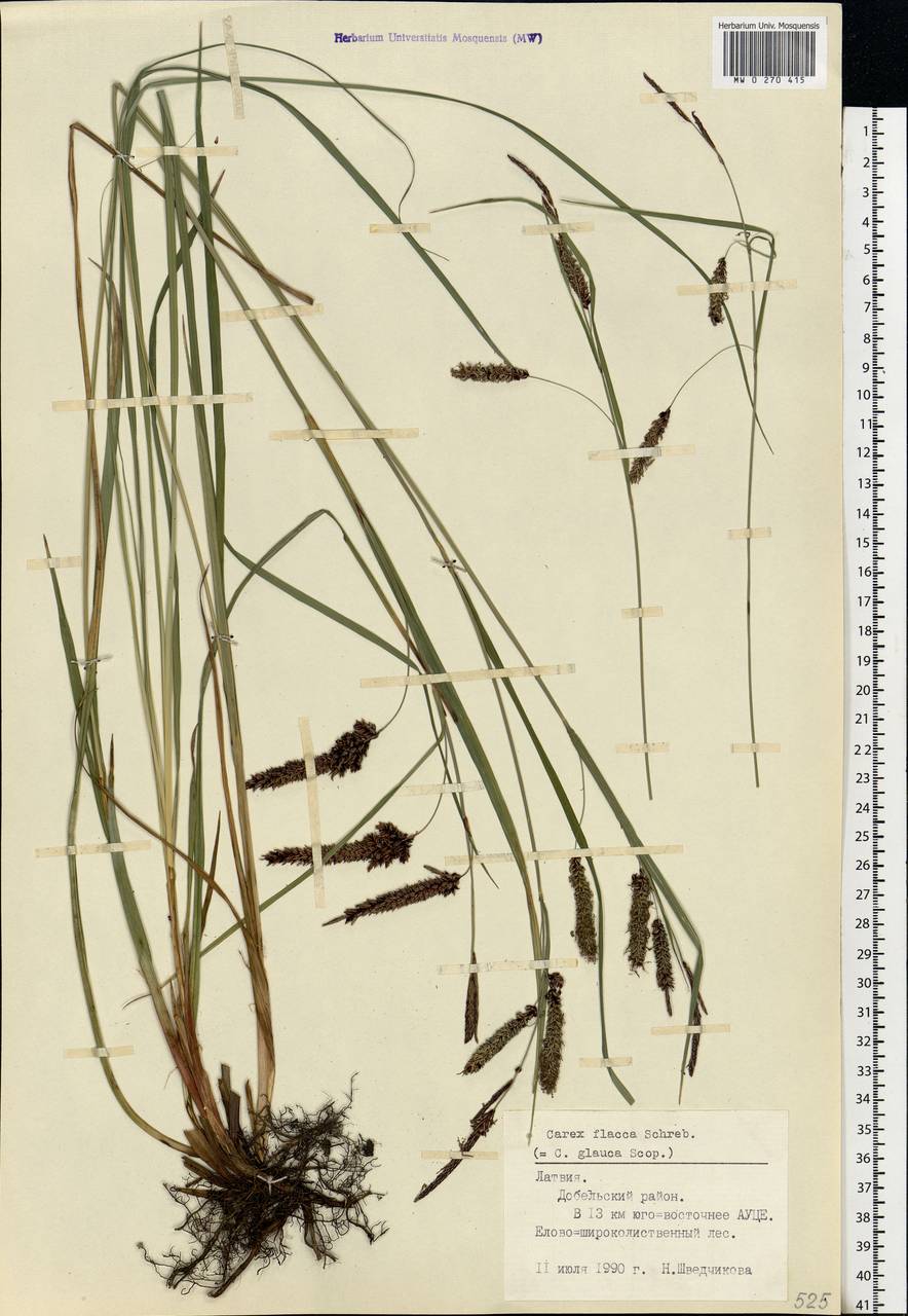 Carex flacca Schreb., Eastern Europe, Latvia (E2b) (Latvia)