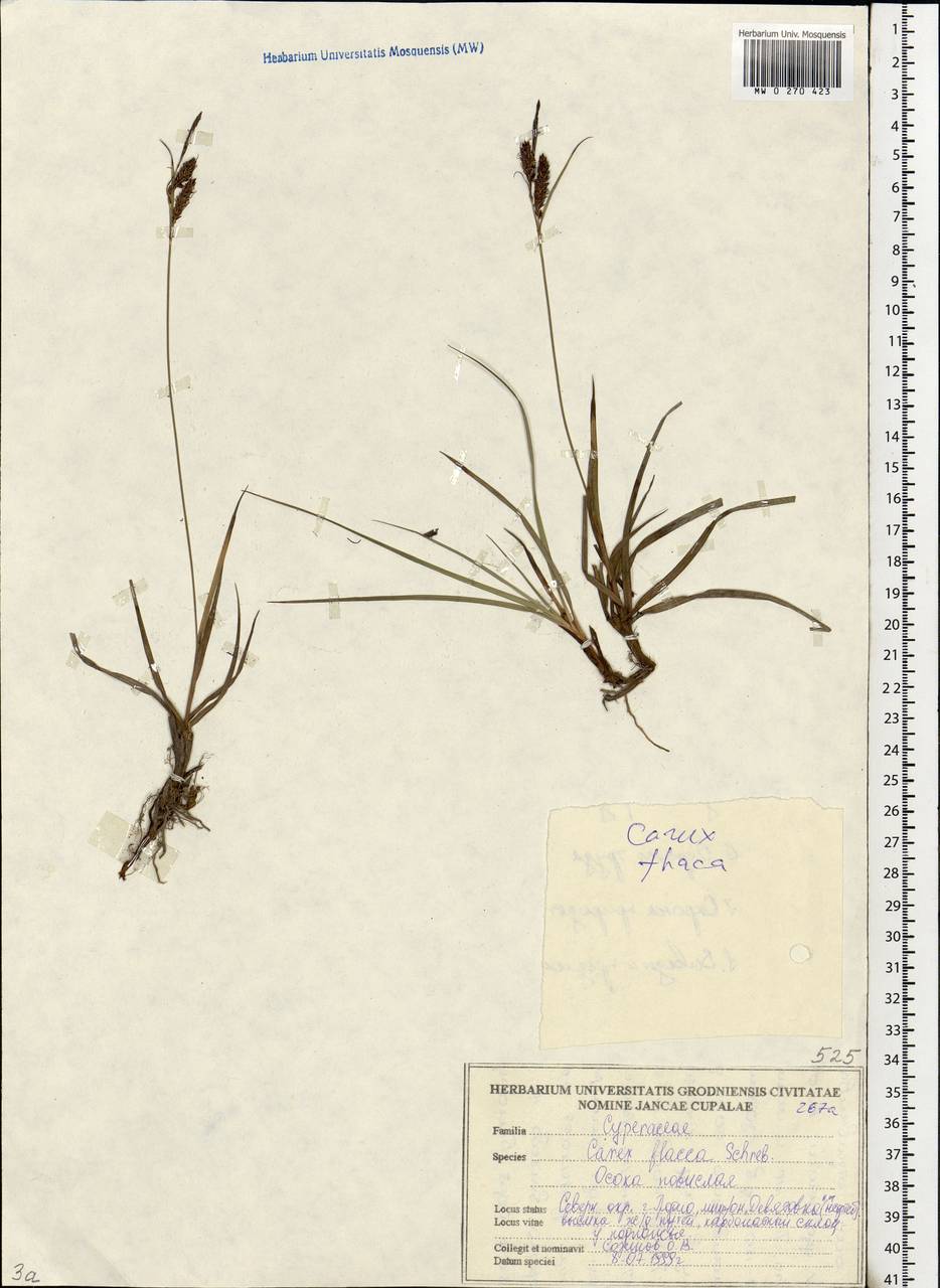 Carex flacca Schreb., Eastern Europe, Belarus (E3a) (Belarus)