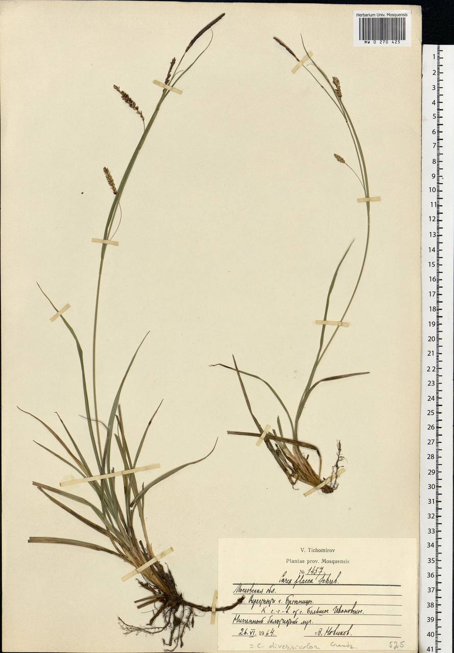 Carex flacca Schreb., Eastern Europe, Moscow region (E4a) (Russia)