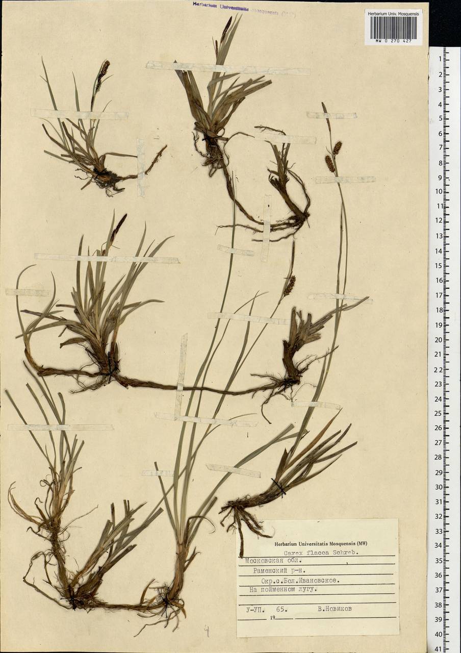 Carex flacca Schreb., Eastern Europe, Moscow region (E4a) (Russia)