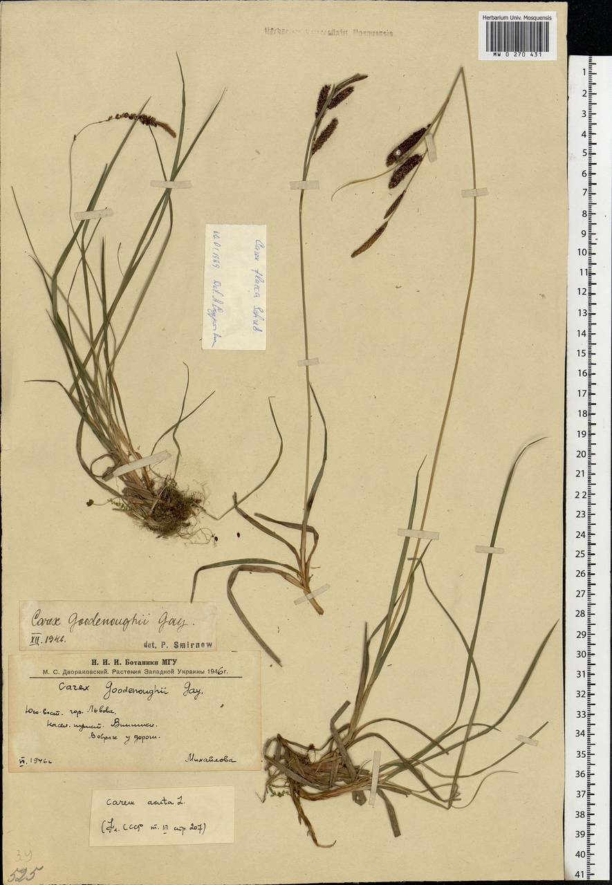 Carex flacca Schreb., Eastern Europe, West Ukrainian region (E13) (Ukraine)