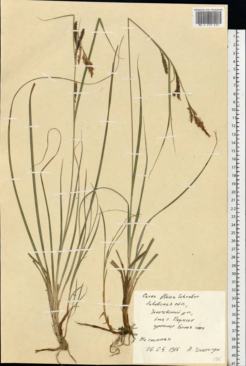 Carex flacca Schreb., Eastern Europe, West Ukrainian region (E13) (Ukraine)