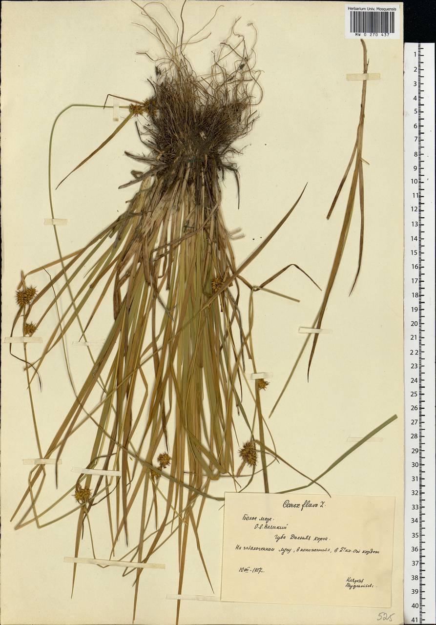 Carex flava L., Eastern Europe, Northern region (E1) (Russia)