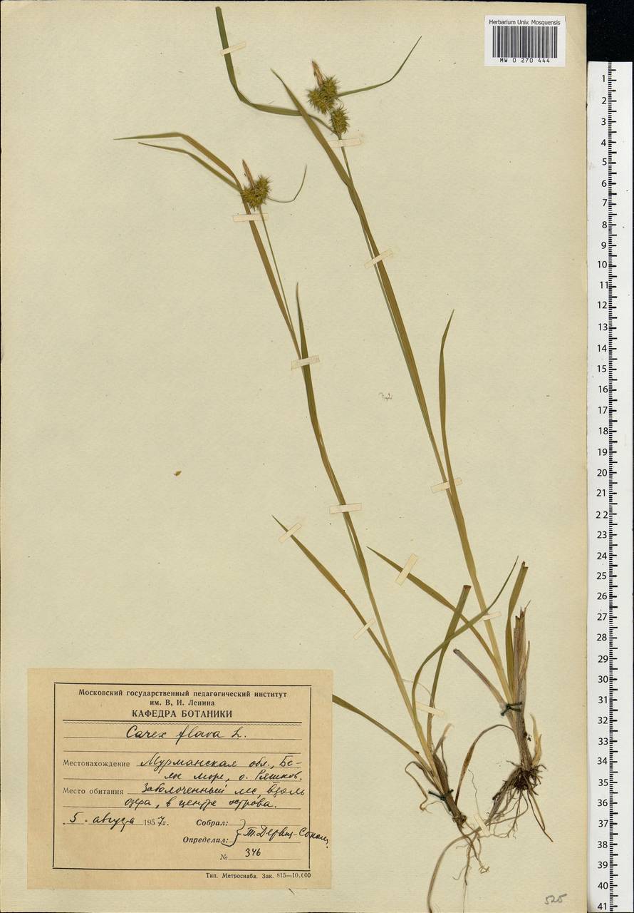 Carex flava L., Eastern Europe, Northern region (E1) (Russia)