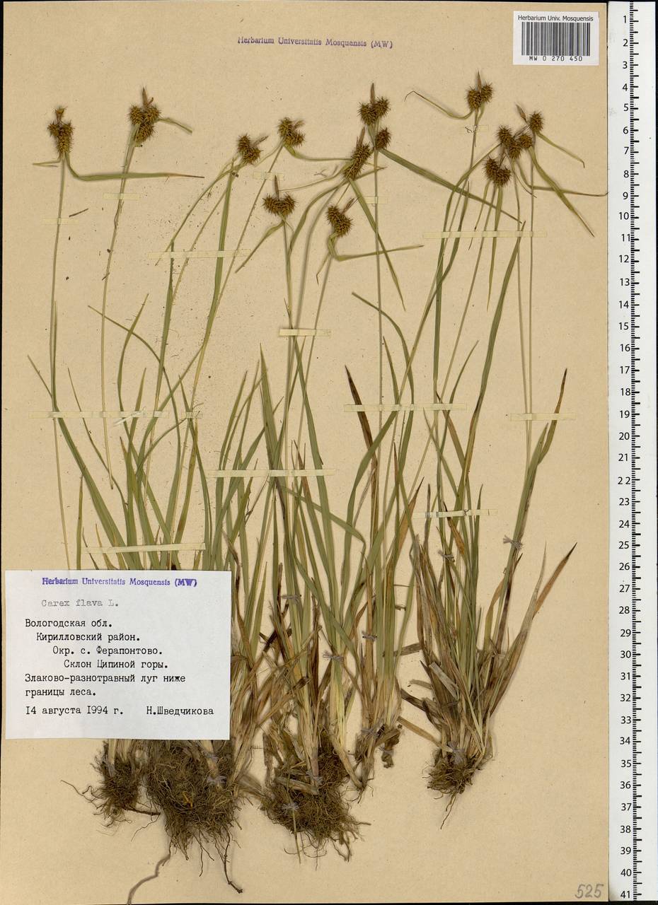 Carex flava L., Eastern Europe, Northern region (E1) (Russia)