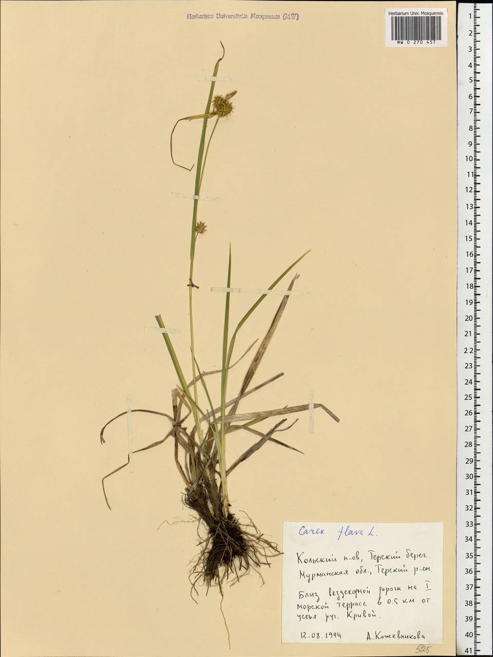 Carex flava L., Eastern Europe, Northern region (E1) (Russia)