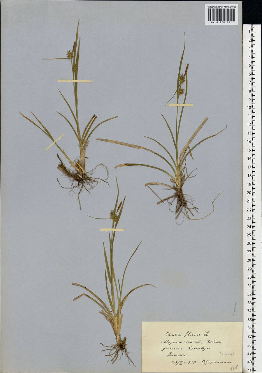 Carex flava L., Eastern Europe, Northern region (E1) (Russia)