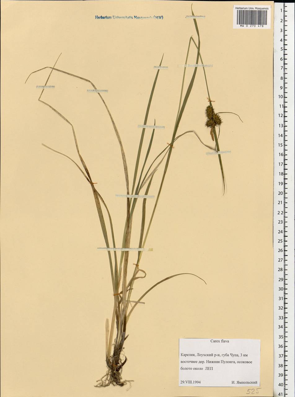 Carex flava L., Eastern Europe, Northern region (E1) (Russia)