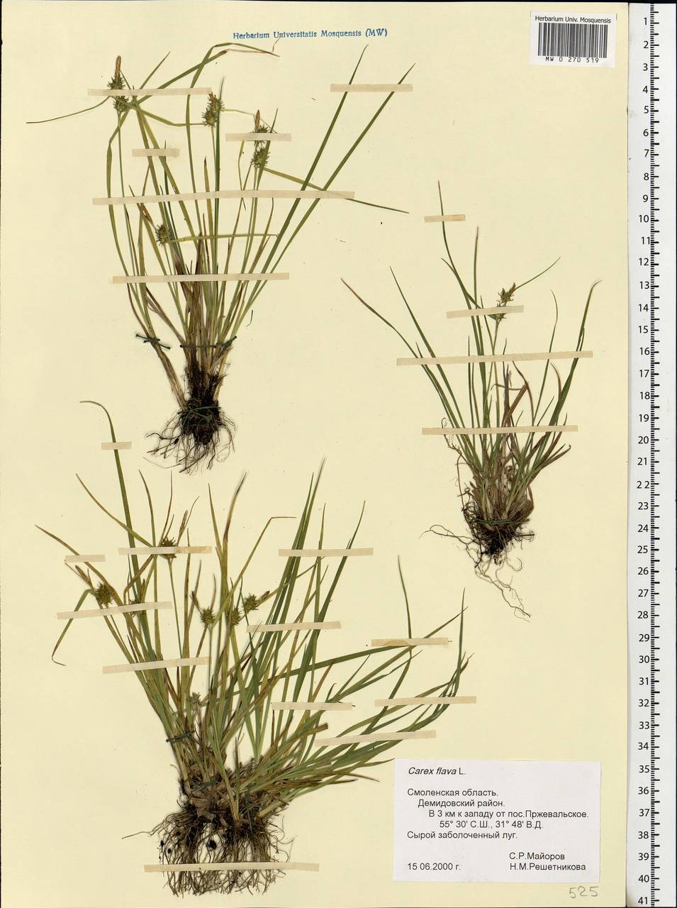 Carex flava L., Eastern Europe, Western region (E3) (Russia)