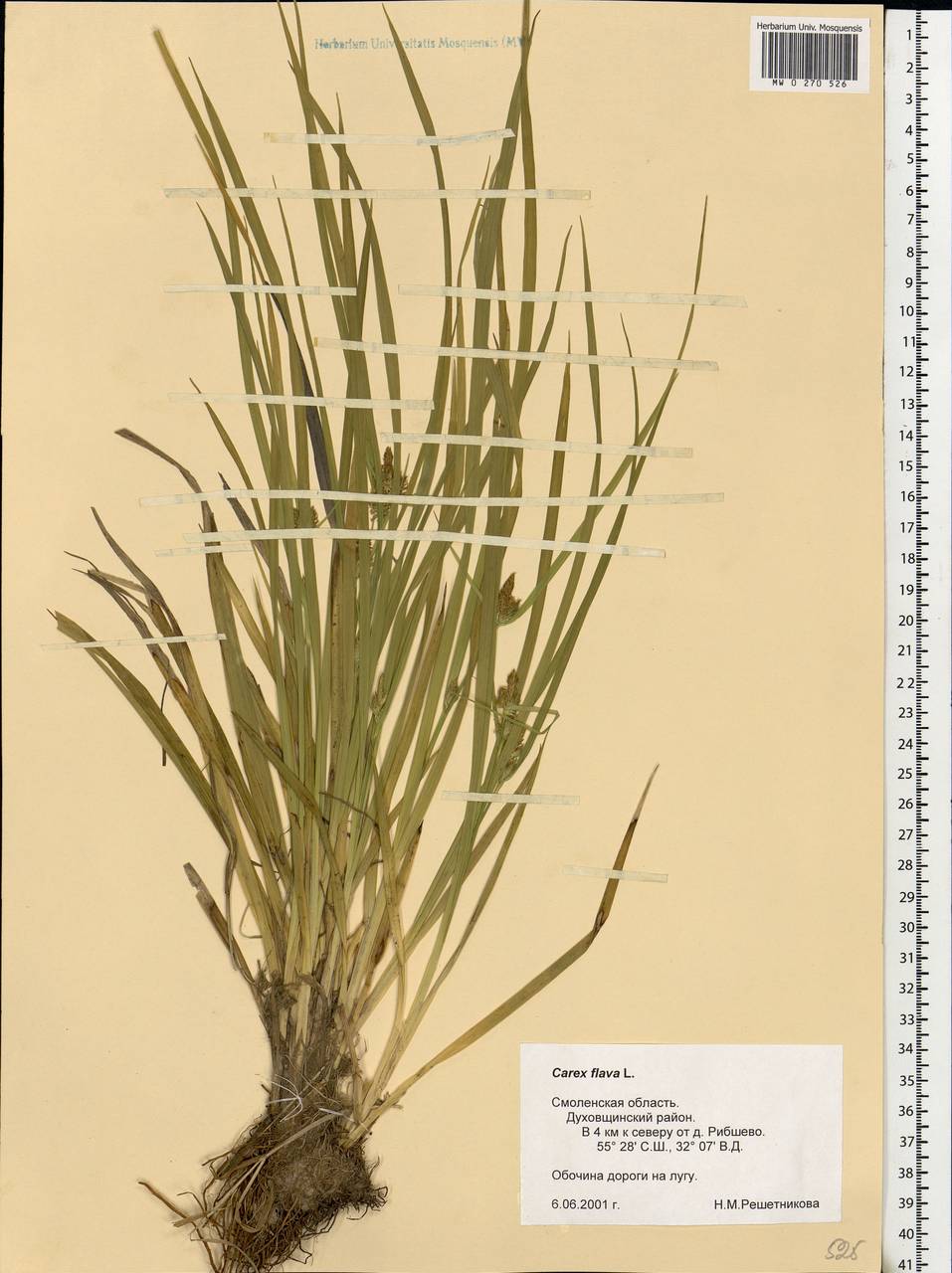 Carex flava L., Eastern Europe, Western region (E3) (Russia)