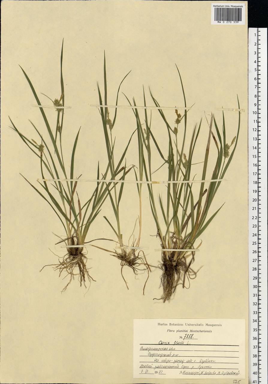 Carex flava L., Eastern Europe, Central region (E4) (Russia)