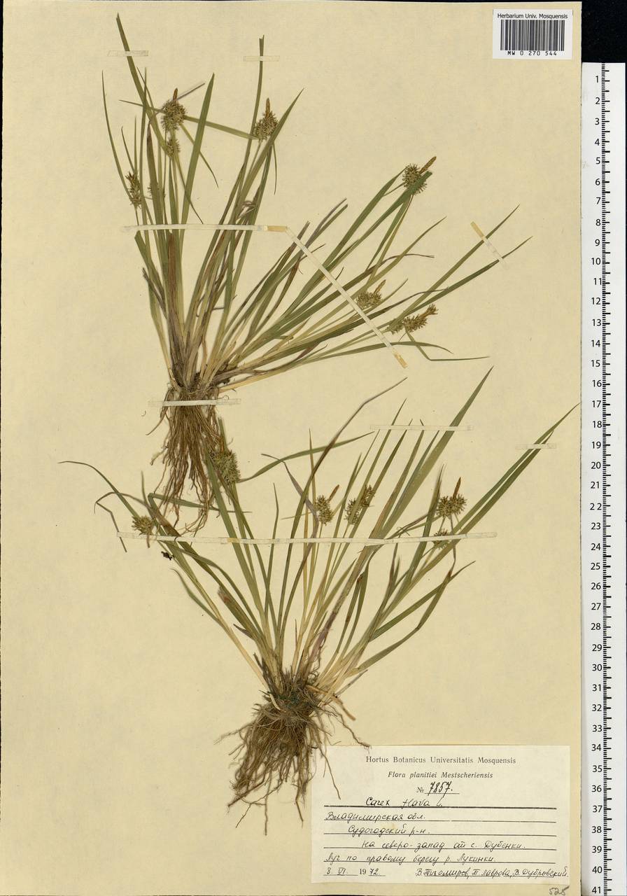 Carex flava L., Eastern Europe, Central region (E4) (Russia)