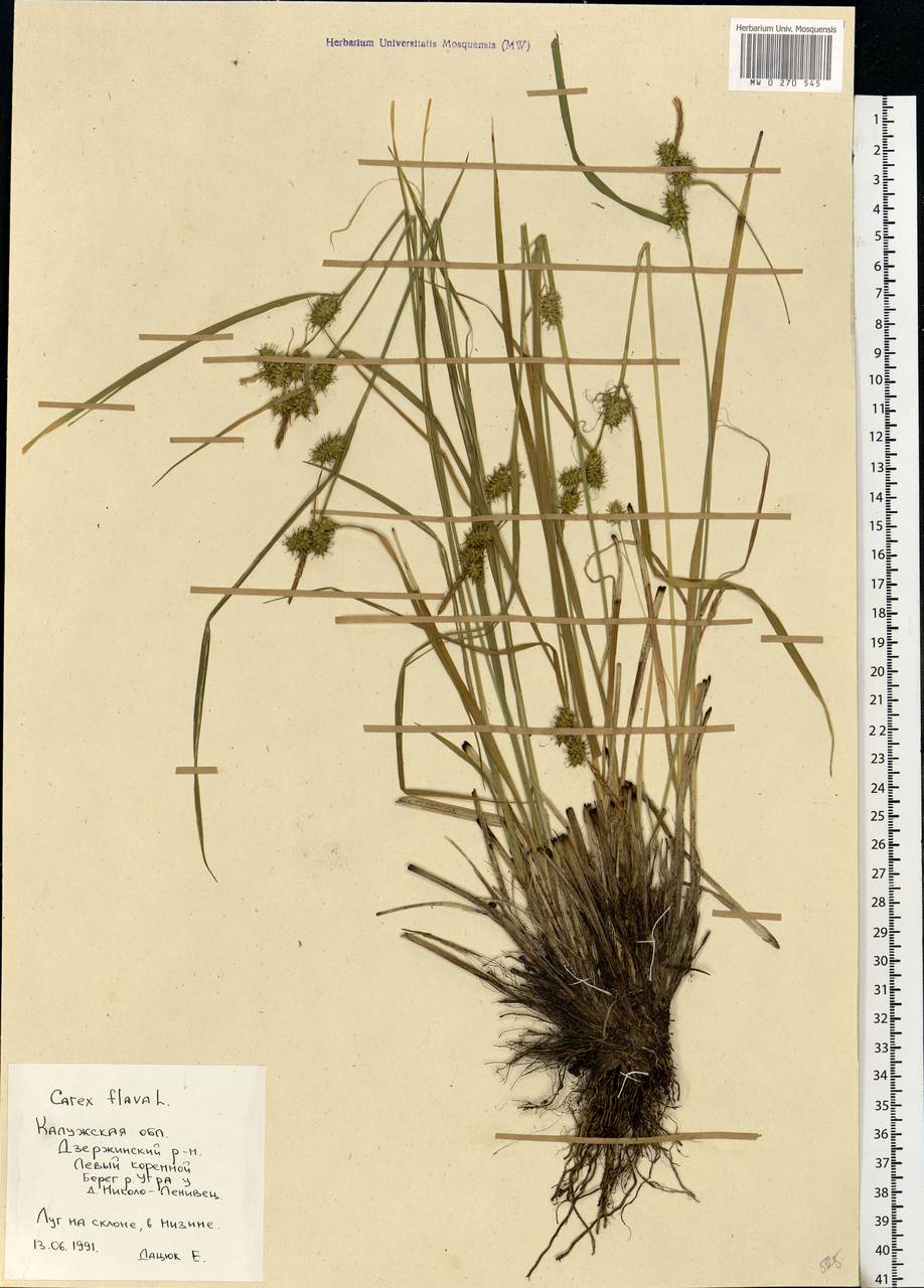 Carex flava L., Eastern Europe, Central region (E4) (Russia)