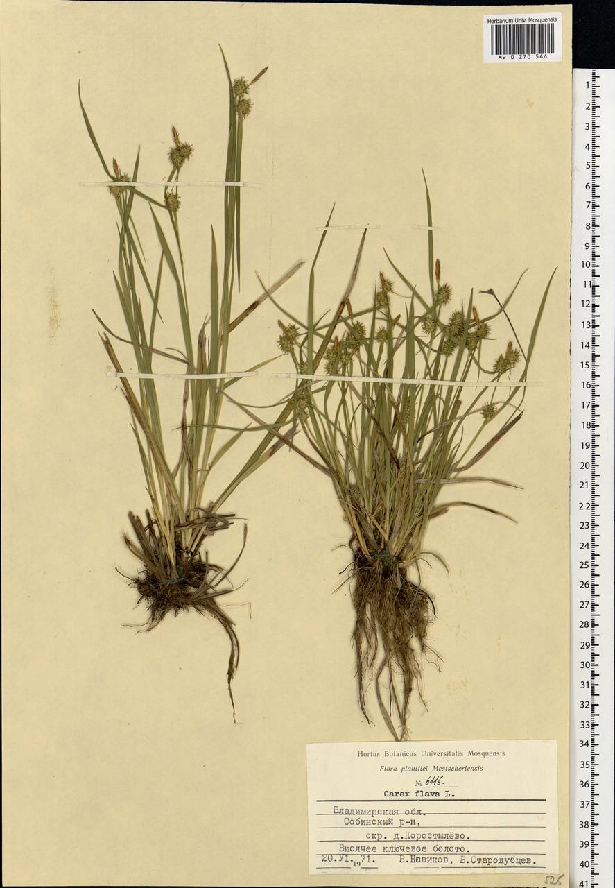 Carex flava L., Eastern Europe, Central region (E4) (Russia)