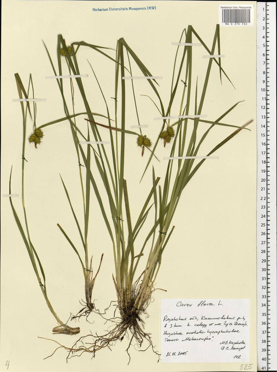 Carex flava L., Eastern Europe, Central region (E4) (Russia)
