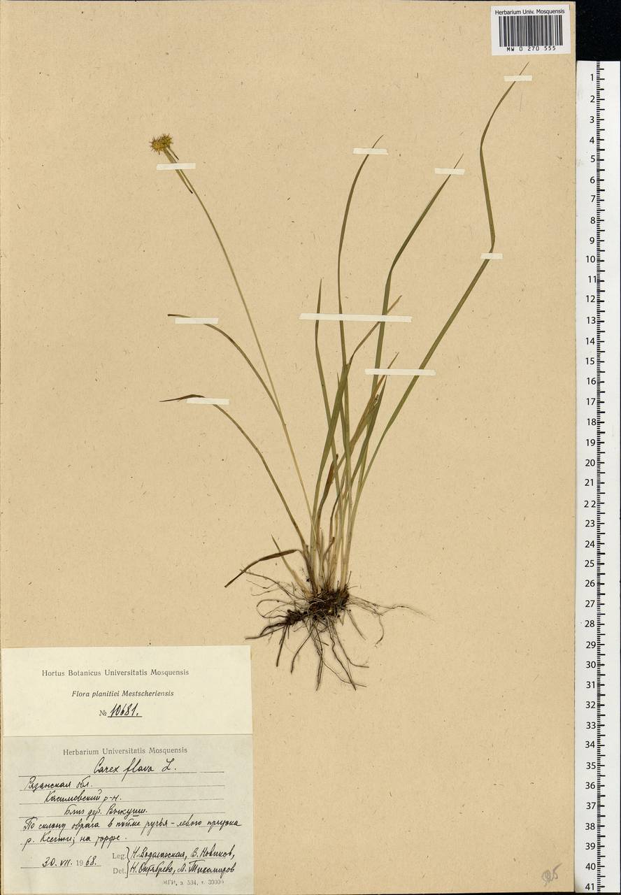 Carex flava L., Eastern Europe, Central region (E4) (Russia)